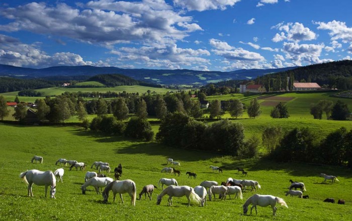 lippizaner-c-bernhard-bergmann-700x441-1